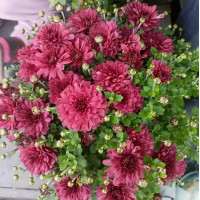 Bransound Magenta мультифлора